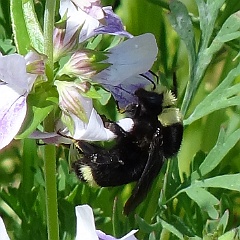 bombus vosnesenskii - yellow-faced bumblebee bombus vosnesenskii